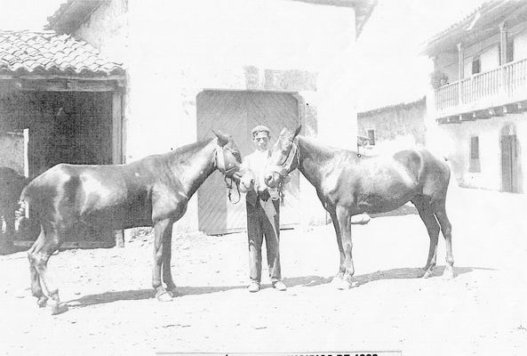 caballosmillan